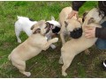 chiots-type-bouledogue-francais-a-donner-small-0