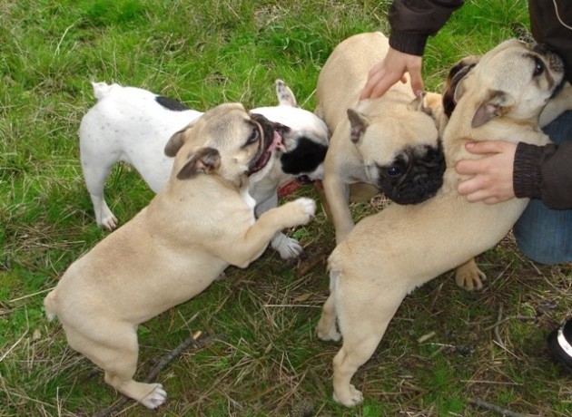 chiots-type-bouledogue-francais-a-donner-big-0