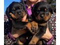chiots-rottweiler-a-donner-small-0
