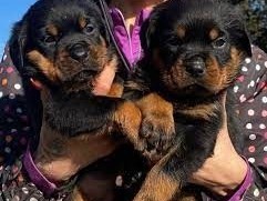 chiots-rottweiler-a-donner