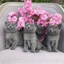 chatons-chartreux-disponibles-big-0