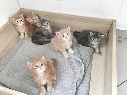 chatons-maine-coon-a-donner