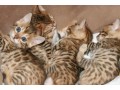 superbe-portee-de-magnifiques-chatons-bengal-small-0