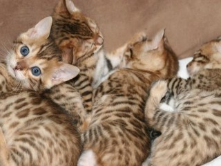 superbe-portee-de-magnifiques-chatons-bengal