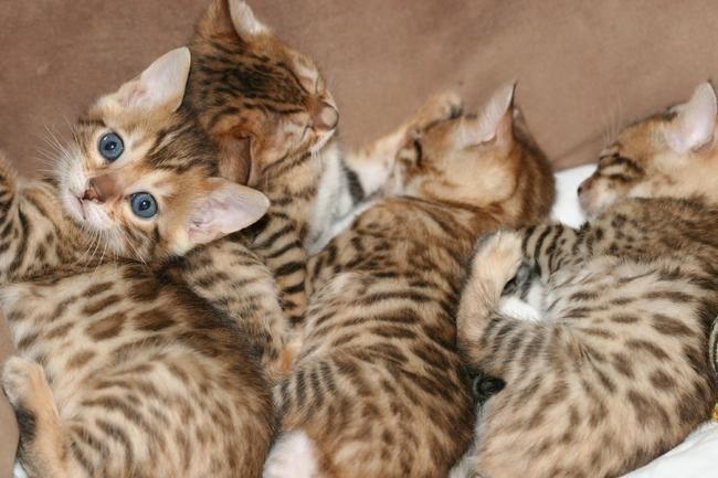 superbe-portee-de-magnifiques-chatons-bengal-big-0
