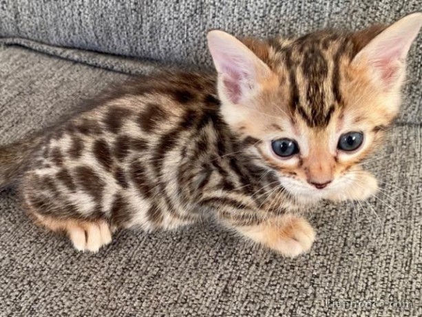 merveilleux-chatons-bengal-en-adoption-big-0