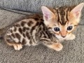 merveilleux-chatons-bengal-en-adoption-small-0