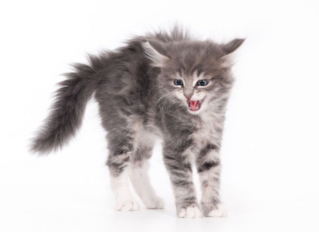 guerisseur-magnetiseur-big-5