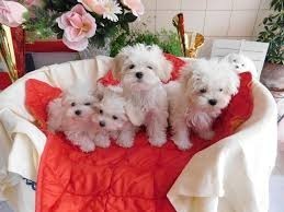 chiots-bichon-maltais-big-0