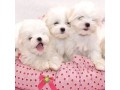 chiots-bichon-maltais-non-lof-small-0