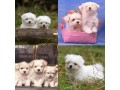 chiots-bichon-maltais-small-0