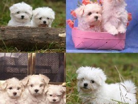 chiots-bichon-maltais