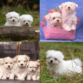 chiots-bichon-maltais-big-0