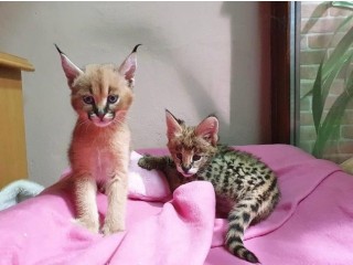 Chatons Savannah serval et caracal âgés de 4 semaines.