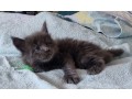 magnifique-chatons-maine-coon-small-2