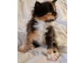 magnifique-chatons-maine-coon-small-0