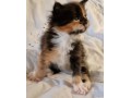 magnifique-chatons-maine-coon-small-0