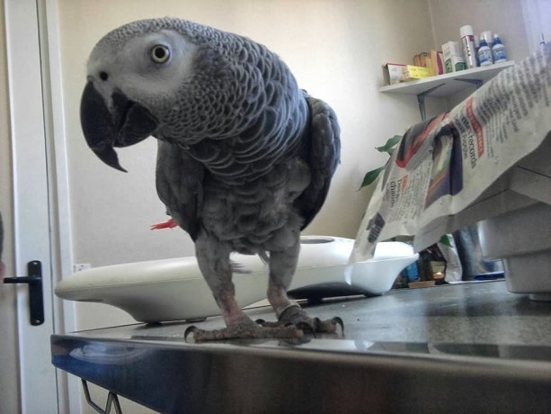 couple-de-perroquet-gris-du-gabon-big-1