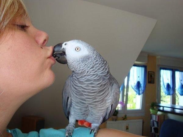 couple-de-perroquet-gris-du-gabon-big-0