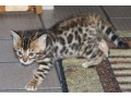 chaton-bengal-small-0