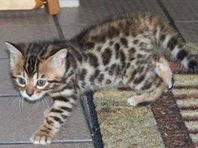chaton-bengal