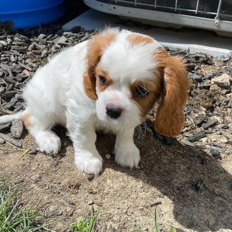 magnifiques-chiots-cavalier-king-charles-big-1