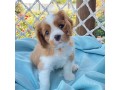 magnifiques-chiots-cavalier-king-charles-small-0