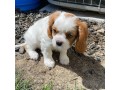 magnifiques-chiots-cavalier-king-charles-small-1