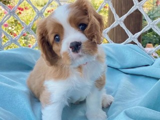 magnifiques-chiots-cavalier-king-charles