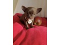 chiots-de-type-chihuahua-chocolat-et-noir-small-0