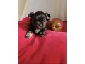 chiots-de-type-chihuahua-chocolat-et-noir-small-1