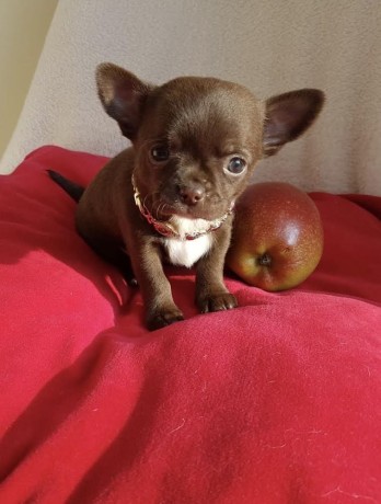chiots-de-type-chihuahua-chocolat-et-noir-big-0
