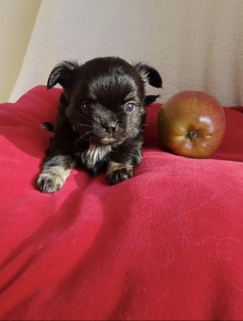 chiots-de-type-chihuahua-chocolat-et-noir-big-1