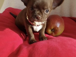 chiots-de-type-chihuahua-chocolat-et-noir