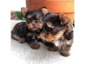 chiots-male-et-femelle-yorkshire-small-2