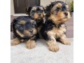 chiots-male-et-femelle-yorkshire-small-1