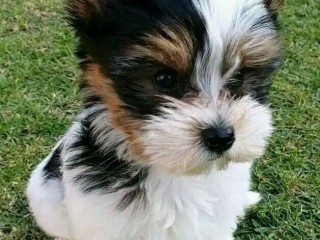 chiots-male-et-femelle-yorkshire