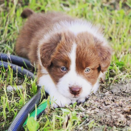 chiots-berger-australien-big-0