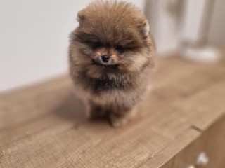 chiots-spitz-nain-pure-race