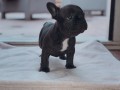 chiots-bouledogue-francais-small-1