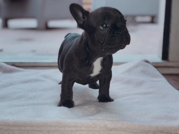 chiots-bouledogue-francais-big-1