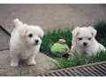 disponible-chiots-bichons-maltais-small-0