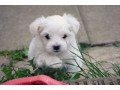 disponible-chiots-bichons-maltais-small-1