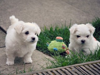 disponible-chiots-bichons-maltais