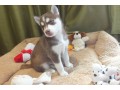 jolies-chiots-husky-male-et-femelle-small-0