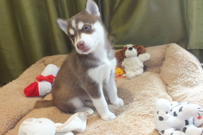 jolies-chiots-husky-male-et-femelle-big-0