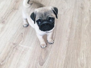 2-jolies-chiots-carlin