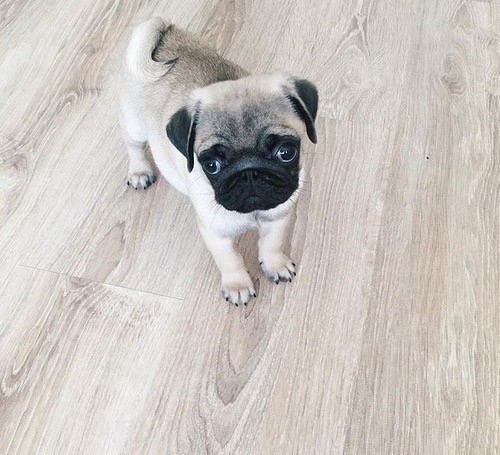 2-jolies-chiots-carlin-big-0