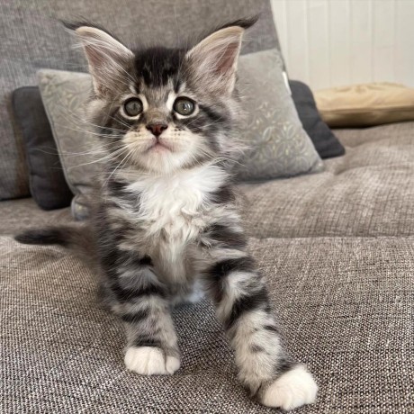 jolies-chatons-naine-coon-big-1