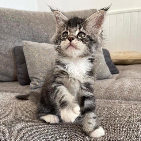 jolies-chatons-naine-coon-big-0